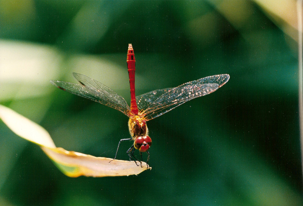 libellula da identificare